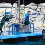 Вечернее шоу в дельфинарии